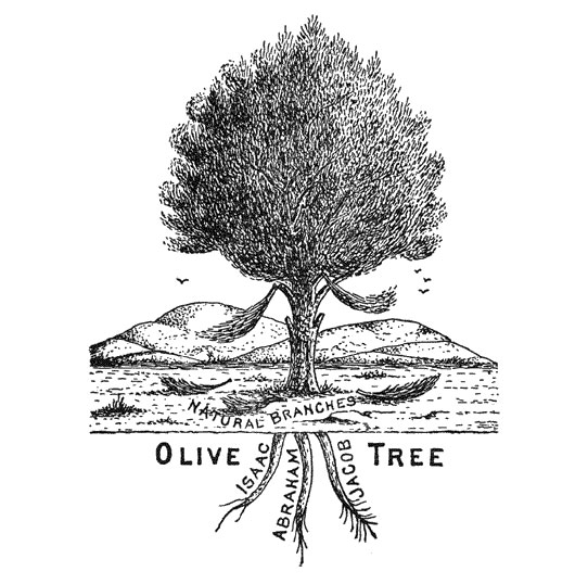 What Does the Olive Symbolize?