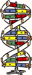DNA