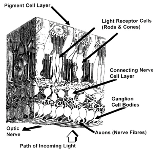 Human retina